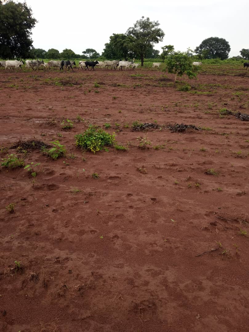 Mbikou : un jardin dévasté par un troupeau de boeufs